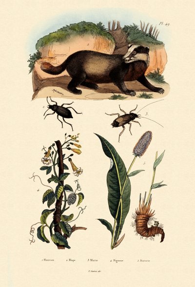 Badger by French School